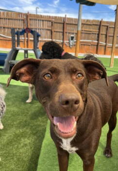 Rescue Labrador Retriever Dogs for Adoption in Nashville, Tennessee - Laney | PetCurious