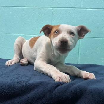 Pit Bull Terrier Dogs Available for Adoption in Cabot, Arkansas - Clara Sue | PetCurious