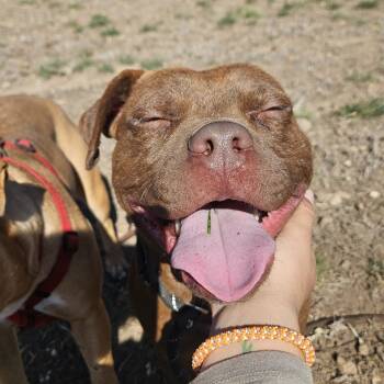Rescue Pit Bull Terrier Dogs for Adoption in Flagstaff, Arizona - Muenster - Need Another Dog In The Home | PetCurious