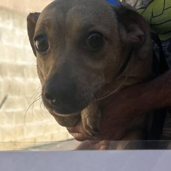 Grande -  Chihuahua Dog for Adoption in San Gabriel, California - Grande | PetCurious