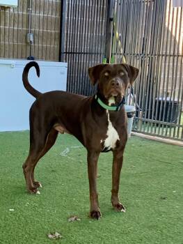 Rescue Doberman Pinscher and Labrador Retriever Dogs for Adoption in Grass Valley, California - Dexter | PetCurious