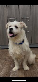 Rescue Terrier Dogs for Adoption in Syosset, New York - Charlie | PetCurious