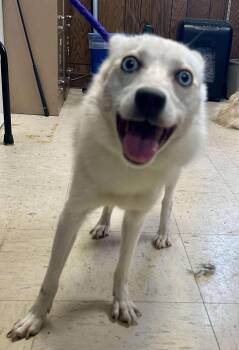 Rescue American Eskimo Dog and Pomeranian Dogs for Adoption - Chardonnay | PetCurious