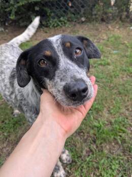 Genesis -  Cattle Dog Dog for Adoption in Little Rock, Arkansas - Genesis | PetCurious