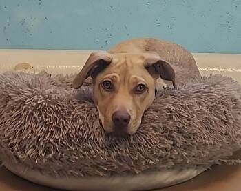 Hope -  Labrador Retriever and Shepherd Dog for Adoption in Troy, Alabama - Hope | PetCurious