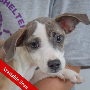 Jazz -  Italian Greyhound and Shih Tzu Dog for Adoption in Huntley, Illinois - Jazz | PetCurious