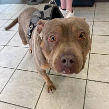 Mixed Breed Dogs Available for Adoption in Columbus, Georgia - 04/27/2026-Stray-ArmourRoad | PetCurious