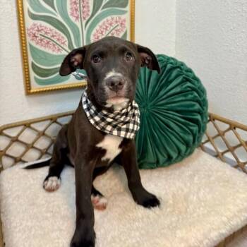 Kobe Lakers -  American Staffordshire Terrier and Labrador Retriever Dog for Adoption in Friendswood, Texas - Kobe Lakers | PetCurious