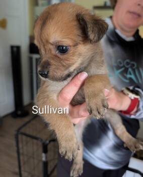 Sullivan - Selina -  American Bulldog Dog for Adoption in Lakeland, Florida - Sullivan - Selina | PetCurious