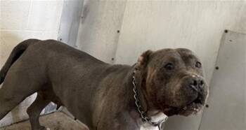 Pit Bull Terrier Dogs Available for Adoption in San Bernardino, California - SOREN | PetCurious