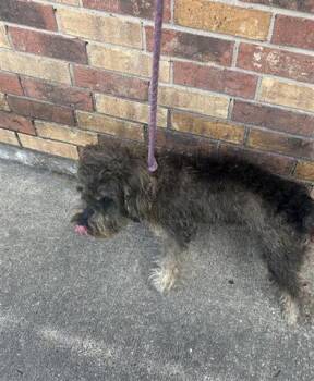 Schnauzer Dogs Available for Adoption - A651569 | PetCurious