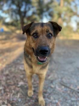 Rescue German Shepherd Dog Dogs for Adoption in Murrieta, California - Graham | PetCurious