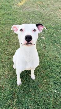 Twinkie -  Pit Bull Terrier Dog for Adoption in Tulare, California - Twinkie | PetCurious