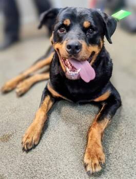 Rottweiler Dogs Available for Adoption in Jacksonville, Florida - KEVIN | PetCurious