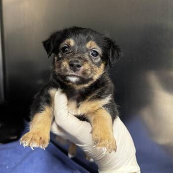A1922188 -  Chihuahua and Terrier Dog for Adoption in Thousand Palms, California - A1922188 | PetCurious