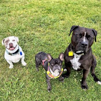 French Bulldog Dogs Available for Adoption in Oakland, California - Gladys | PetCurious