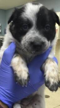Australian Cattle Dog Blue Heeler and Mixed Breed Dogs Available for Adoption in Riverside, California - CRICKET | PetCurious