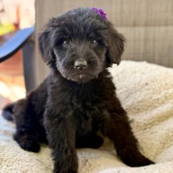 Wednesday -  Miniature Poodle and Cockapoo Dog for Adoption in Modesto, California - Wednesday | PetCurious