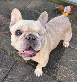 Baby Boy -  French Bulldog Dog for Adoption in Yorktown, Virginia - Baby Boy | PetCurious