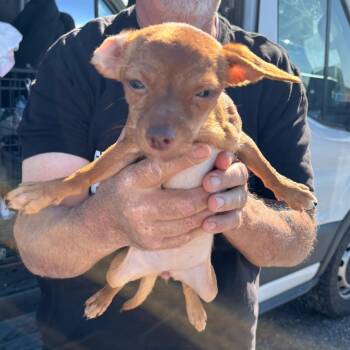 Halo -  Chihuahua Dog for Adoption in Reno, Nevada - Halo | PetCurious