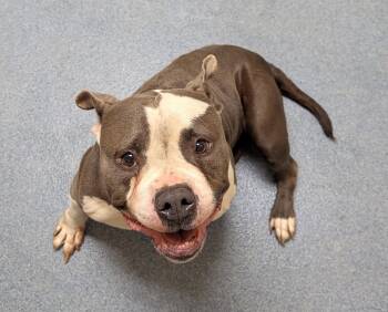 Cardi -  Pit Bull Terrier Dog for Adoption in Suffolk, Virginia - Cardi | PetCurious