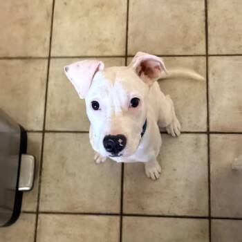 Pit Bull Terrier and American Staffordshire Terrier Dogs Available for Adoption in Philadelphia, Pennsylvania - Flik | PetCurious