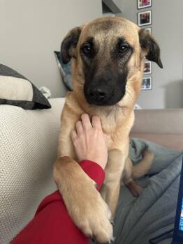 Shepherd Dogs Available for Adoption - Lynn Guini | PetCurious