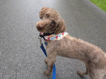 Poodle Dogs Available for Adoption in Powell, Ohio - Daisie | PetCurious