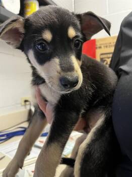 Labrador Retriever and Mixed Breed Dogs Available for Adoption - WOODY | PetCurious