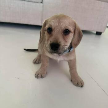 Sadie Jo (SJ) -  Dachshund and Terrier Dog for Adoption in Overland Park, Kansas - Sadie Jo (SJ) | PetCurious