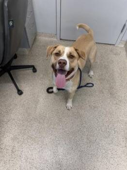 Mixed Breed Dogs Available for Adoption in Lafayette, Indiana - Banjo | PetCurious