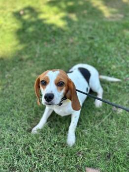 Kate -  Beagle Dog for Adoption in Aiken, South Carolina - Kate | PetCurious