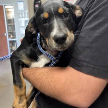 Cuddles -  Mixed Breed Dog for Adoption in Yuma, Arizona - Cuddles | PetCurious