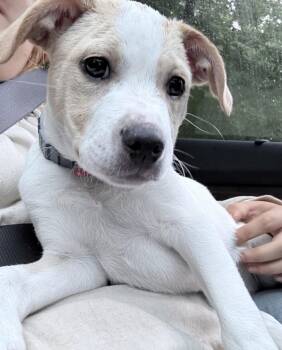 Max -  American Bully Dog for Adoption in Junction City, Kentucky - Max | PetCurious