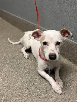 LOOMEN -  Terrier Dog for Adoption in Las Vegas, Nevada - LOOMEN | PetCurious