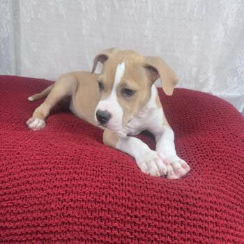 Woody -  American Staffordshire Terrier and Pit Bull Terrier Dog for Adoption in Atlanta, Texas - Woody | PetCurious