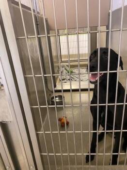 OSO LIBRE -  Labrador Retriever Dog for Adoption in Rancho Cucamonga, California - OSO LIBRE | PetCurious