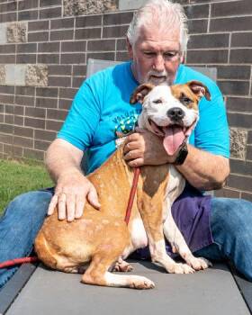 Left Eye -  Mixed Breed Dog for Adoption in Chamblee, Georgia - Left Eye | PetCurious
