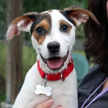Dorothy -  Beagle and Hound Dog for Adoption in Harrison, New York - Dorothy | PetCurious