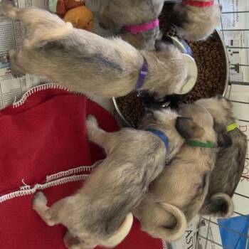 ESPRESSO -  Pug and Terrier Dog for Adoption in Richmond, California - ESPRESSO | PetCurious