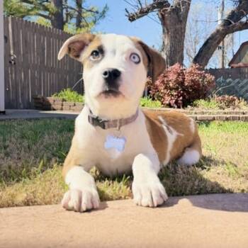 LUNA LEE -  Catahoula Leopard Dog and Pit Bull Terrier Dog for Adoption in Lawton, Oklahoma - LUNA LEE | PetCurious