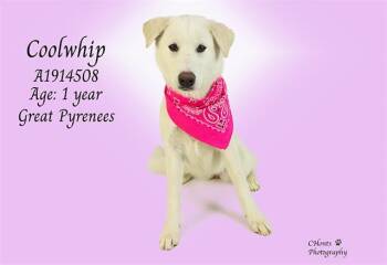 Great Pyrenees Dogs Available for Adoption in Thousand Palms, California - COOLWHIP | PetCurious