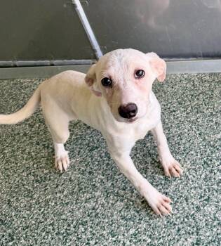 Lionel -  Yellow Labrador Retriever Dog for Adoption in Salisbury, North Carolina - Lionel | PetCurious