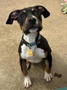 Pit Bull Terrier Dogs Available for Adoption in Cleveland, Ohio - Coolio | PetCurious