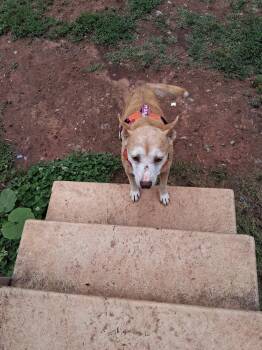 Retriever and Beagle Dogs Available for Adoption in Holly Springs, North Carolina - Lorelai Daisy | PetCurious