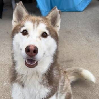 Lachi -  Husky Dog for Adoption in The Colony, Texas - Lachi | PetCurious