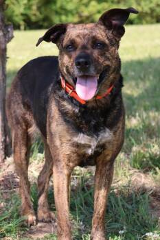Mixed Breed Dogs Available for Adoption in Columbia, Tennessee - Tigress | PetCurious
