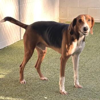 Nash 6539 -  Coonhound Dog for Adoption in Loxahatchee Groves, Florida - Nash 6539 | PetCurious