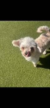 Rescue Maltese Dogs for Adoption in Terre Haute, Indiana - Molly | PetCurious