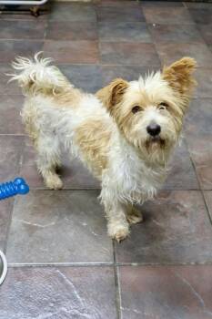 Galvin -  Cairn Terrier and Norfolk Terrier Dog for Adoption in Tucson, Arizona - Galvin | PetCurious